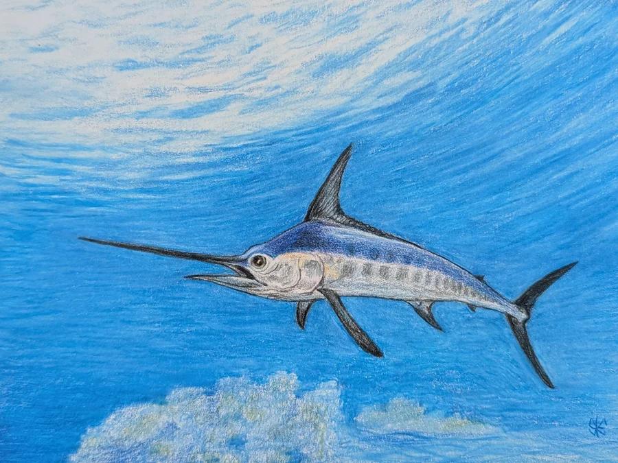 Blue Marlin