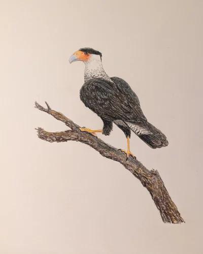 Crested Caracara 